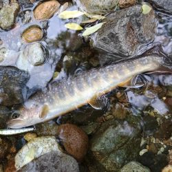 雨の谷でイワナ釣り